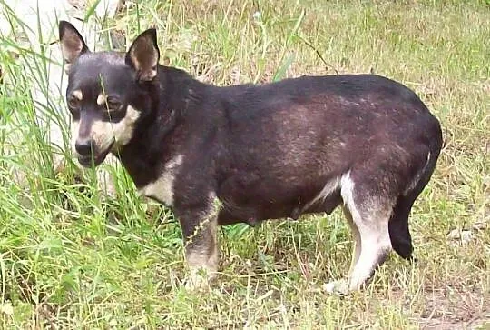 Do adopcji: PCHEŁKA - małutka sunia o wielkim serc