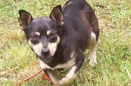 Do adopcji: PCHEŁKA - małutka sunia o wielkim serc