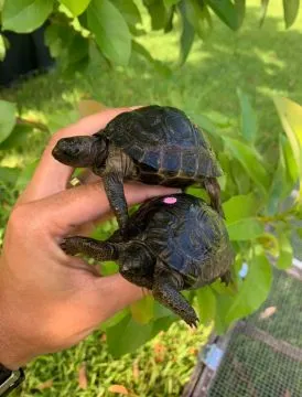Aldabrachelys gigantae or Giant Aldabra tortoises for sale, , Warzęgowo