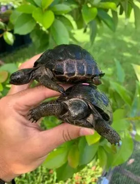 Aldabrachelys gigantae or Giant Aldabra tortoises for sale
