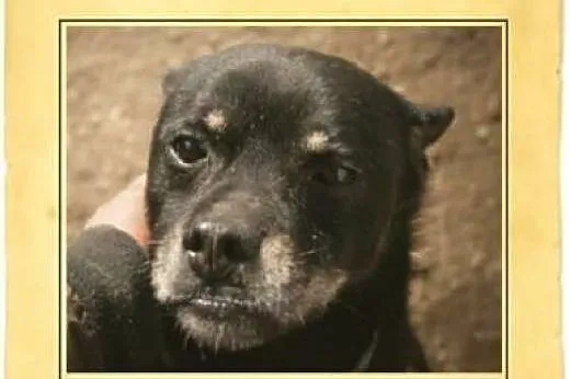 Małpiatek - wszyscy mówią, że brzydal... czy na pe