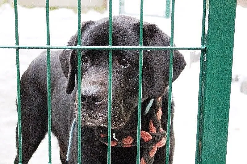 Teodor - piękny labrador do adopcji