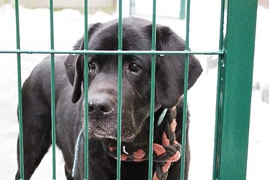 Teodor - piękny labrador do adopcji