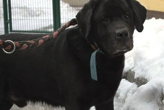 Teodor - piękny labrador do adopcji