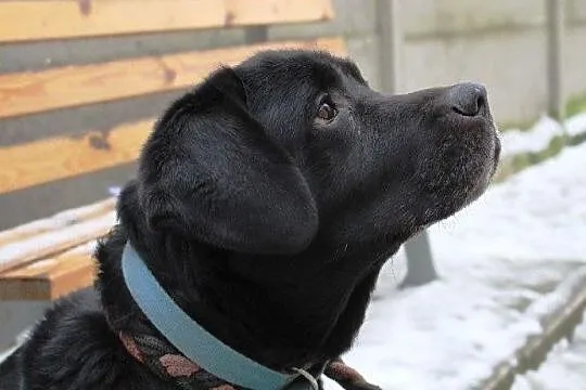 Teodor - piękny labrador do adopcji