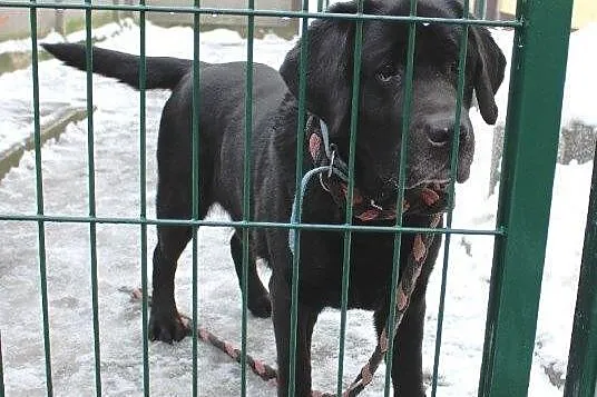 Teodor - piękny labrador do adopcji