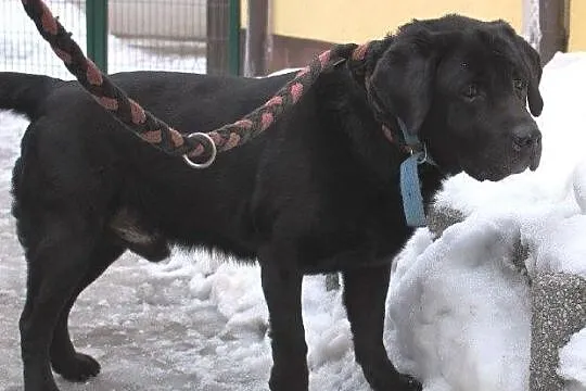 Teodor - piękny labrador do adopcji