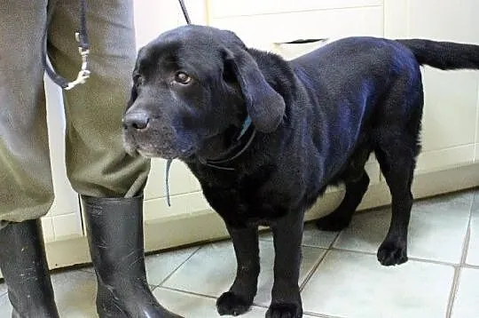 Teodor - piękny labrador do adopcji