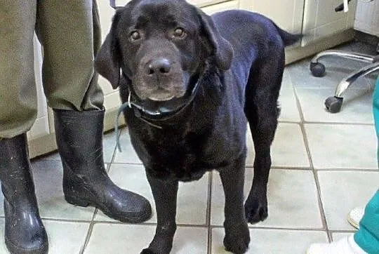 Teodor - piękny labrador do adopcji