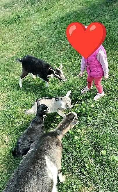 Sprzedam kozę z koźlętami, Kujawsko-pomorskie, Wysocin