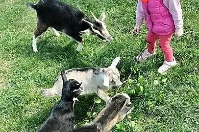 Sprzedam kozę z koźlętami, Kujawsko-pomorskie, Wysocin
