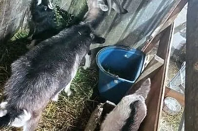 Sprzedam kozę z koźlętami, Kujawsko-pomorskie, Wysocin