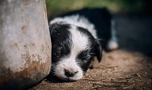 Suczka i piesek- mix BORDER COLLIE,, małopolskie