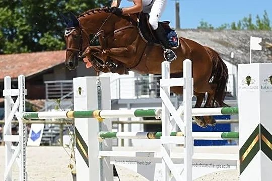 Doświadczona klacz KWPN, zwycięstwa w konkursach 125/130 cm CSI*
