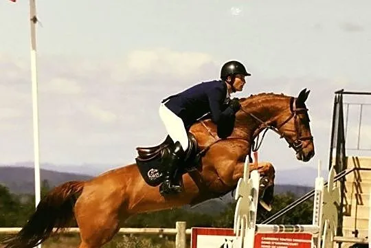Doświadczona klacz KWPN, zwycięstwa w konkursach 125/130 cm CSI*, , 