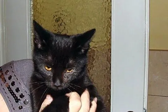 Adopcja kota Koty kocięta do adopcji - Agatka