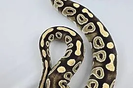 Wąż pyton królewski, python regius samica dorosła