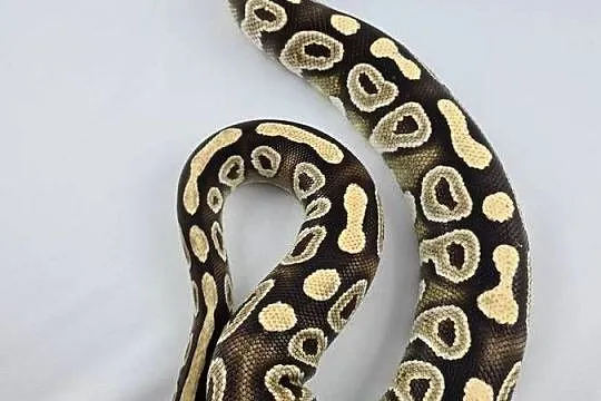 Wąż pyton królewski, python regius samica dorosła