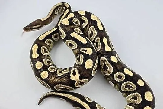 Wąż pyton królewski, python regius samica dorosła, Dolnośląskie, Wrocław