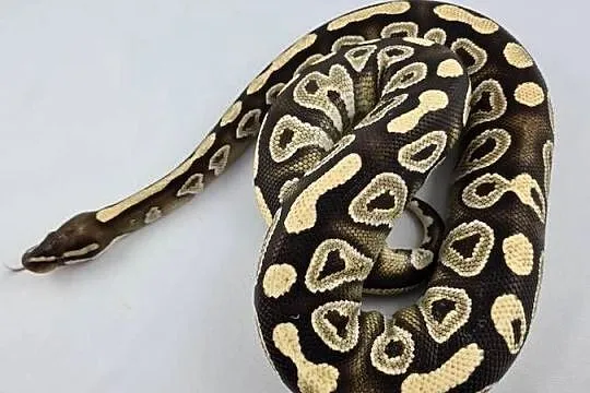Wąż pyton królewski, python regius samica dorosła, Dolnośląskie, Wrocław