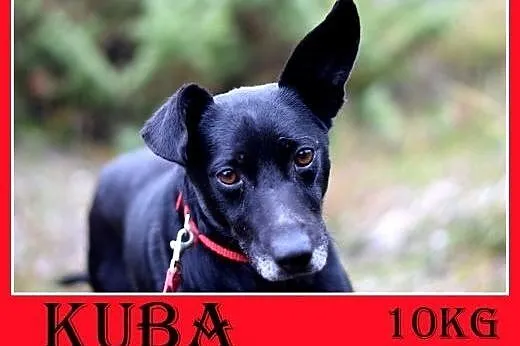10kg,przyjazny,łagodny,tulaśny,wesoły piesek KUBA.adopcja,  małopolskie Kraków