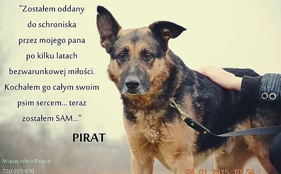 Pirat...Wierny, oddany Przyjaciel czeka,by podarow