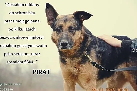 Pirat...Wierny, oddany Przyjaciel czeka,by podarow