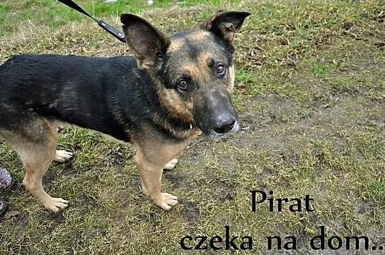 Pirat...Wierny, oddany Przyjaciel czeka,by podarow