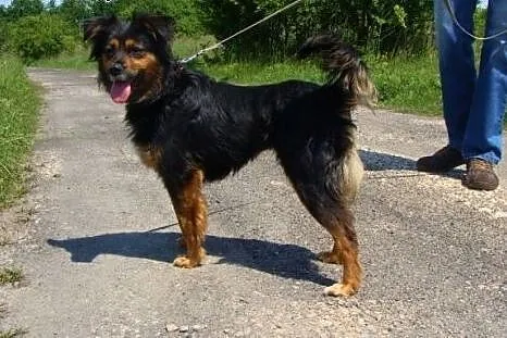 Alis szuka domku, śląskie Katowice