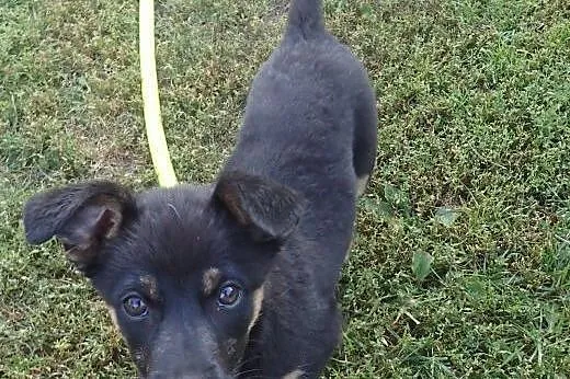 Kalina do adopcji docelowo mała sunia,  Kundelki cała Polska