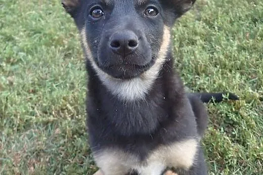 Kalina do adopcji docelowo mała sunia,  Kundelki c