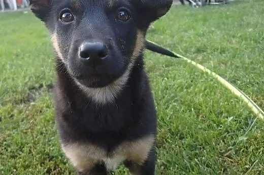 Kalina do adopcji docelowo mała sunia,  Kundelki c