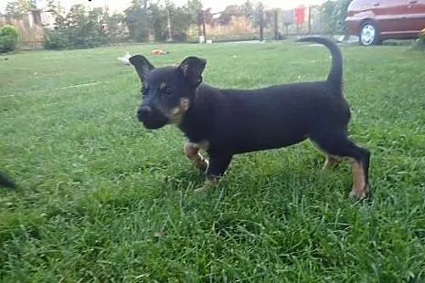 Kalina do adopcji docelowo mała sunia,  Kundelki c