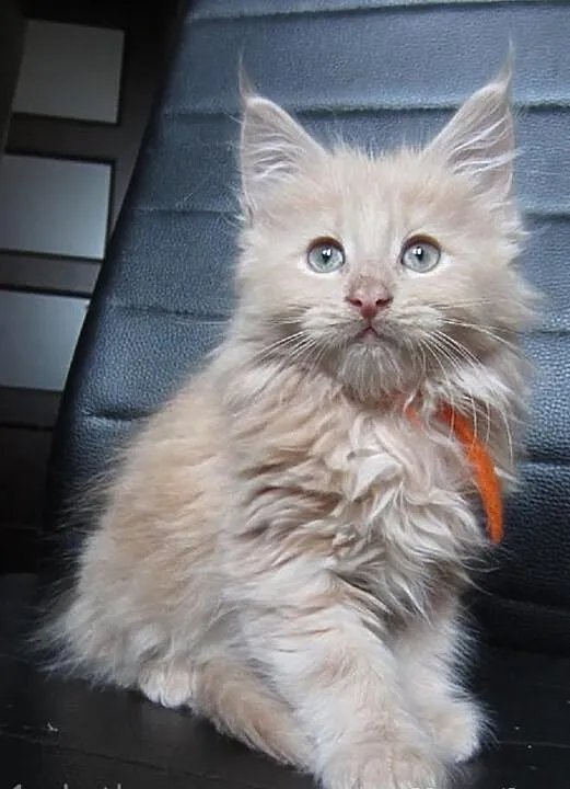 Kotki Maine Coon