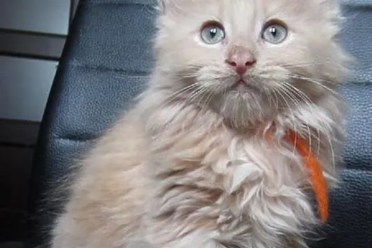 Kotki Maine Coon