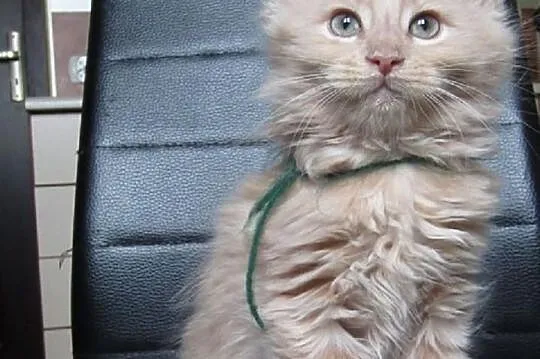 Kotki Maine Coon