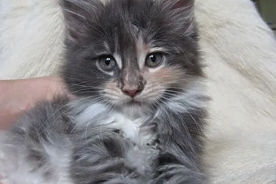 Kotki Maine Coon