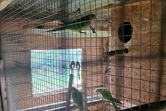 Papugi młode oraz dorosłe pary..., Małopolskie, Przytkowice