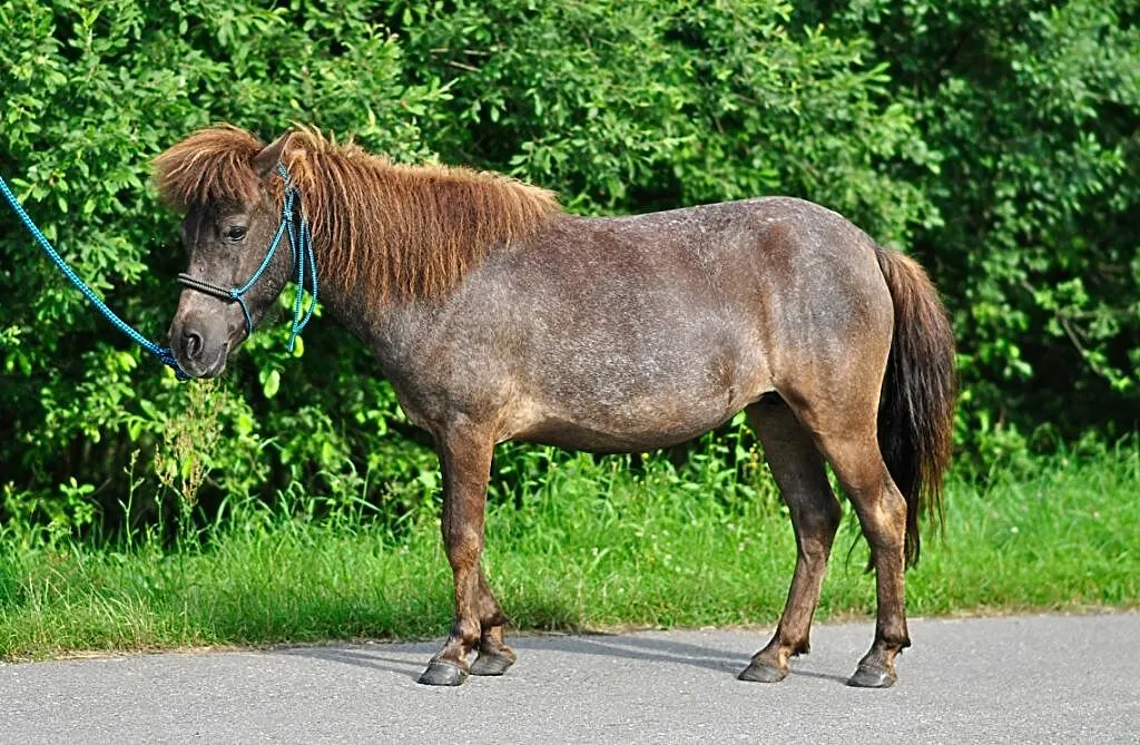 Klacz kucyk 5 letnia, , Radgoszcz