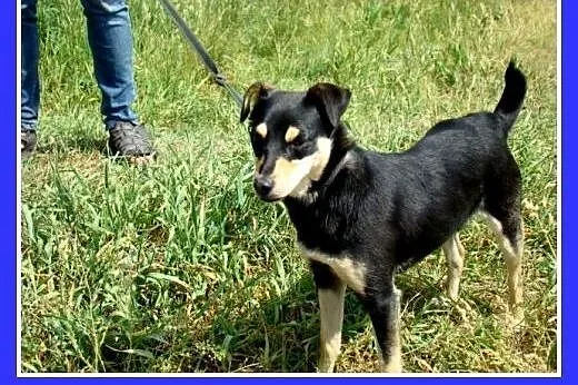 Przemiły psiak KAROLEK,przytulaśny,radosny,zachowu