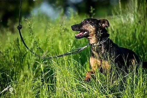 KRUKI - łagodność i wiara w Ludzi nigdy mu się nie