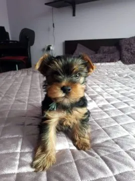 Sprzedam szczenięta Yorkshere Terrier Te Yorki mają wszystkie strzały, mają doskonały temperament, dobre rodowody, są odsadzone, zaszczepione, pielęgnowane. itp, , Warkocz