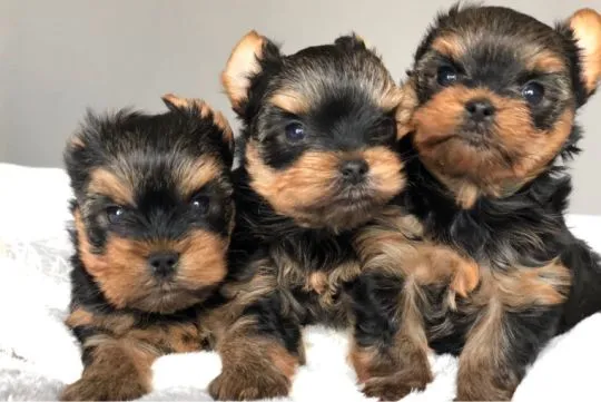Sprzedam szczenięta Yorkshere Terrier Te Yorki mają wszystkie strzały, mają doskonały temperament, dobre rodowody, są odsadzone, zaszczepione, pielęgnowane. itp, , Warkocz