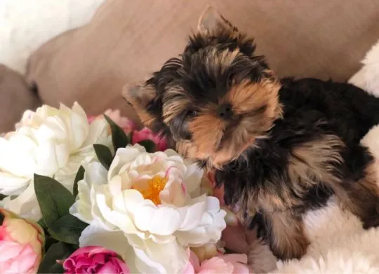 Sprzedam szczenięta Yorkshere Terrier Te Yorki mają wszystkie strzały, mają doskonały temperament, dobre rodowody, są odsadzone, zaszczepione, pielęgnowane. itp, , Warkocz