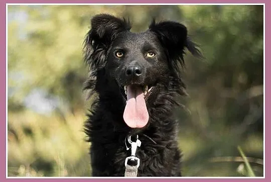 1 rok,14 kg,przyjacielska,wesoła suczka KARMI_Adopcja_
