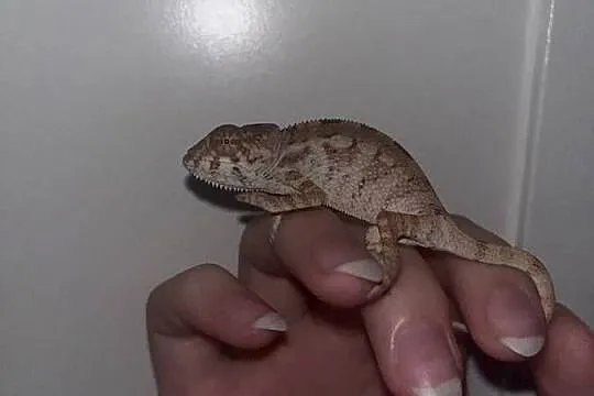Kameleon Lamparci Samiec
