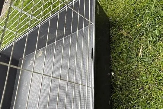 Używana klatka dla królika, Śląskie, Częstochowa