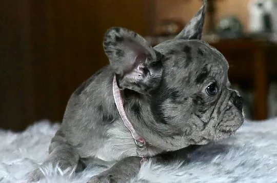Buldog francuski sunia Gotowa do odbioru BLANKA