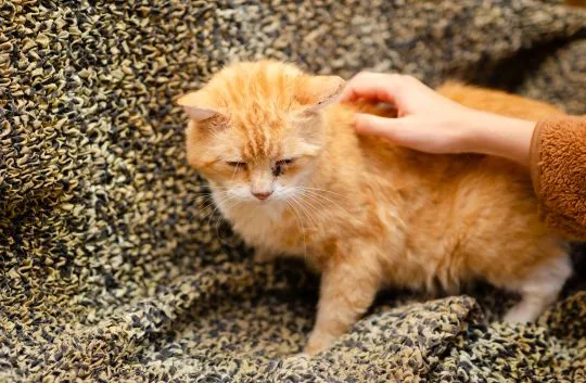 Garfield - rozmruczany przytulas szuka domu!  Czy ktoś otworzy serce dla naszego rudzielca? Garfield, , Warszawa