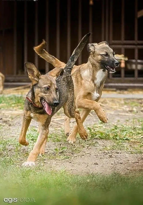 SURI i CZARUŚ - 7 miesięczne szczeniaki do adopcji